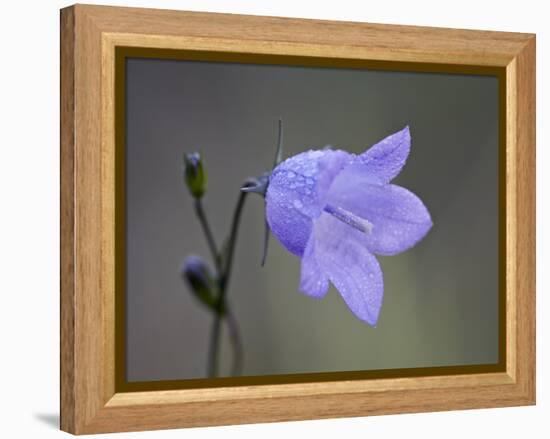 Mountain Harebell (Campanula Lasiocarpa), Glacier National Park, Montana-null-Framed Premier Image Canvas