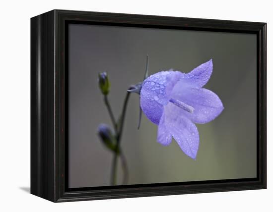 Mountain Harebell (Campanula Lasiocarpa), Glacier National Park, Montana-null-Framed Premier Image Canvas