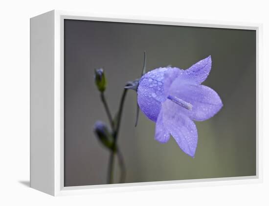 Mountain Harebell (Campanula Lasiocarpa), Glacier National Park, Montana-null-Framed Premier Image Canvas