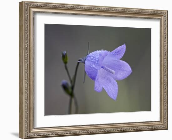 Mountain Harebell (Campanula Lasiocarpa), Glacier National Park, Montana-null-Framed Photographic Print