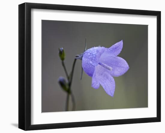 Mountain Harebell (Campanula Lasiocarpa), Glacier National Park, Montana-null-Framed Photographic Print