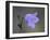 Mountain Harebell (Campanula Lasiocarpa), Glacier National Park, Montana-null-Framed Photographic Print