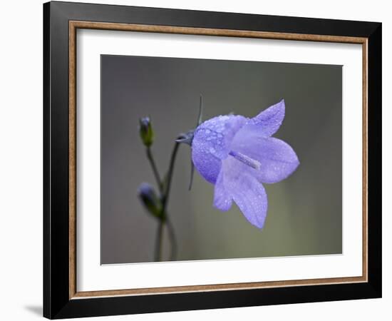 Mountain Harebell (Campanula Lasiocarpa), Glacier National Park, Montana-null-Framed Photographic Print