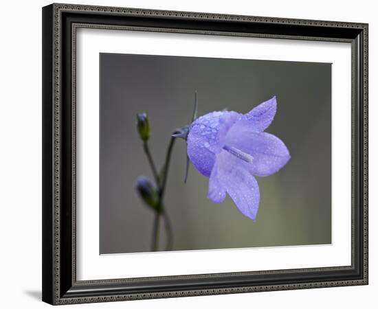 Mountain Harebell (Campanula Lasiocarpa), Glacier National Park, Montana-null-Framed Photographic Print