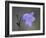 Mountain Harebell (Campanula Lasiocarpa), Glacier National Park, Montana-null-Framed Photographic Print