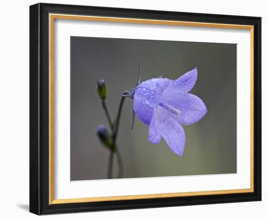 Mountain Harebell (Campanula Lasiocarpa), Glacier National Park, Montana-null-Framed Photographic Print