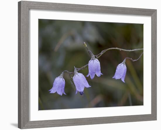 Mountain Harebell (Campanula Lasiocarpa) With Frost, Glacier National Park, Montana-James Hager-Framed Photographic Print