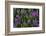 Mountain heather-Ken Archer-Framed Photographic Print