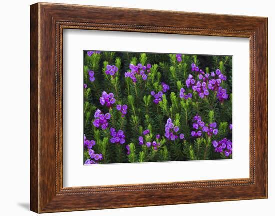 Mountain heather-Ken Archer-Framed Photographic Print