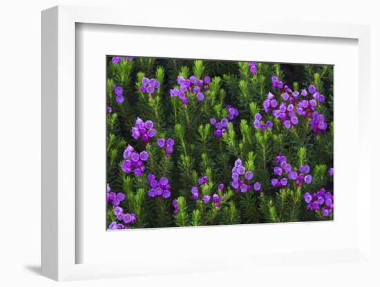 Mountain heather-Ken Archer-Framed Photographic Print