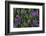 Mountain heather-Ken Archer-Framed Photographic Print