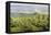 Mountain Landscape from Skrzyczne. Hillside Covered with Pine Trees and Tree Stumps in the Green Va-Curioso Travel Photography-Framed Premier Image Canvas