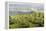 Mountain Landscape from Skrzyczne. Hillside Covered with Pine Trees and Tree Stumps in the Green Va-Curioso Travel Photography-Framed Premier Image Canvas