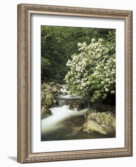 Mountain Laurel on Little Pigeon River, Cades Cove, Great Smoky Mountains National Park, Tennessee-Adam Jones-Framed Photographic Print