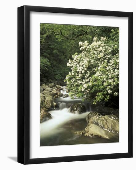 Mountain Laurel on Little Pigeon River, Cades Cove, Great Smoky Mountains National Park, Tennessee-Adam Jones-Framed Photographic Print