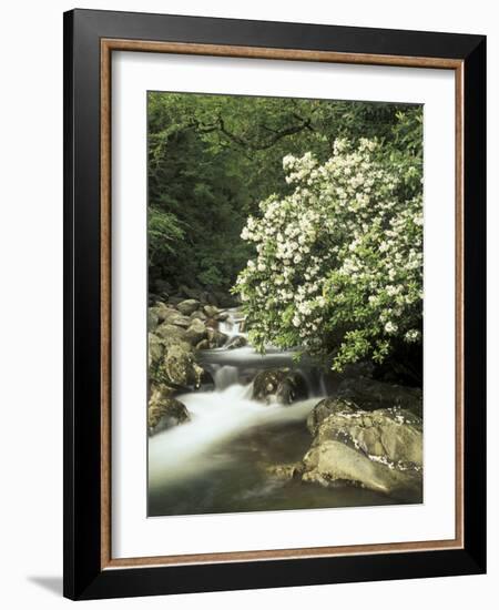 Mountain Laurel on Little Pigeon River, Cades Cove, Great Smoky Mountains National Park, Tennessee-Adam Jones-Framed Photographic Print