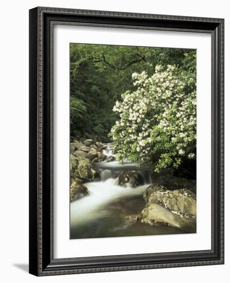 Mountain Laurel on Little Pigeon River, Cades Cove, Great Smoky Mountains National Park, Tennessee-Adam Jones-Framed Photographic Print