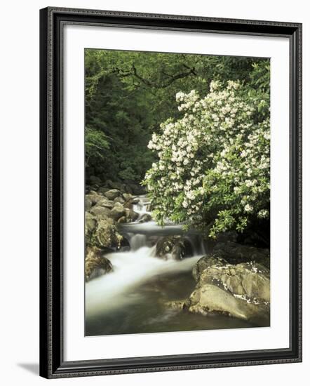 Mountain Laurel on Little Pigeon River, Cades Cove, Great Smoky Mountains National Park, Tennessee-Adam Jones-Framed Photographic Print