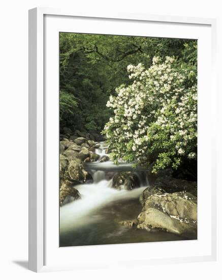 Mountain Laurel on Little Pigeon River, Cades Cove, Great Smoky Mountains National Park, Tennessee-Adam Jones-Framed Photographic Print