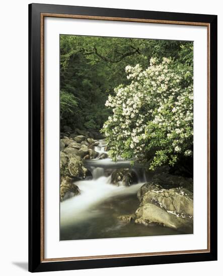 Mountain Laurel on Little Pigeon River, Cades Cove, Great Smoky Mountains National Park, Tennessee-Adam Jones-Framed Photographic Print