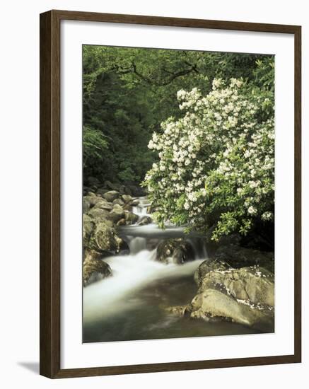 Mountain Laurel on Little Pigeon River, Cades Cove, Great Smoky Mountains National Park, Tennessee-Adam Jones-Framed Photographic Print