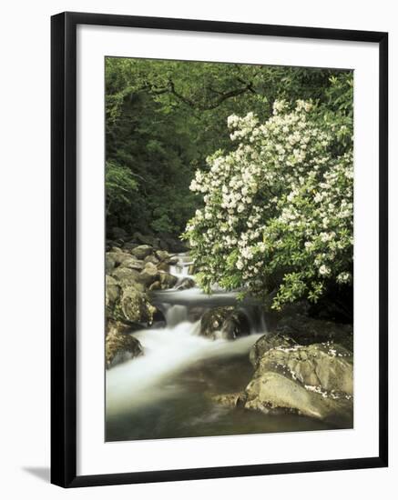 Mountain Laurel on Little Pigeon River, Cades Cove, Great Smoky Mountains National Park, Tennessee-Adam Jones-Framed Photographic Print