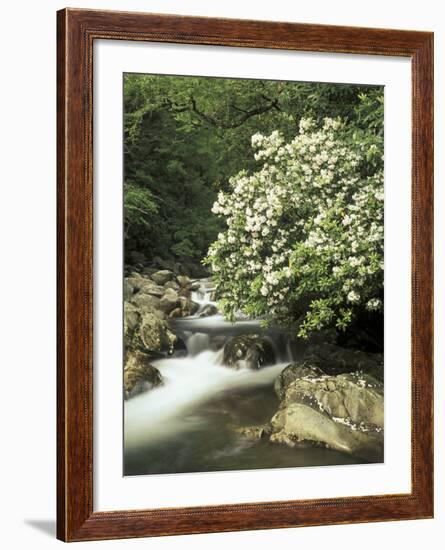 Mountain Laurel on Little Pigeon River, Cades Cove, Great Smoky Mountains National Park, Tennessee-Adam Jones-Framed Photographic Print