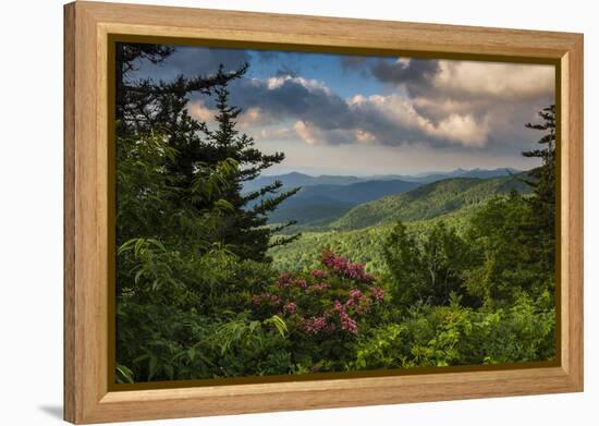 Mountain Laurel, Sunrise, Beacon Heights, North Carolina-Howie Garber-Framed Premier Image Canvas