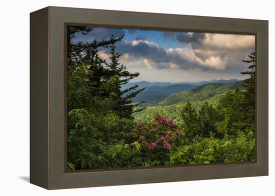 Mountain Laurel, Sunrise, Beacon Heights, North Carolina-Howie Garber-Framed Premier Image Canvas