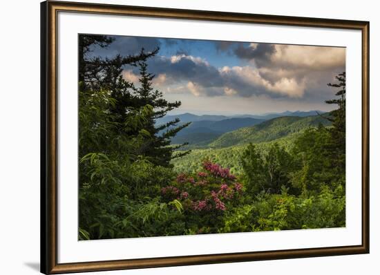 Mountain Laurel, Sunrise, Beacon Heights, North Carolina-Howie Garber-Framed Photographic Print