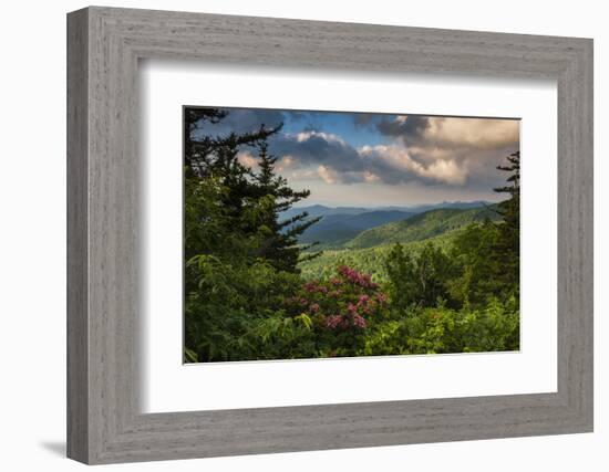 Mountain Laurel, Sunrise, Beacon Heights, North Carolina-Howie Garber-Framed Photographic Print