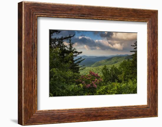 Mountain Laurel, Sunrise, Beacon Heights, North Carolina-Howie Garber-Framed Photographic Print