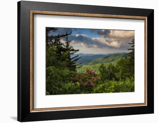 Mountain Laurel, Sunrise, Beacon Heights, North Carolina-Howie Garber-Framed Photographic Print