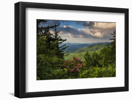 Mountain Laurel, Sunrise, Beacon Heights, North Carolina-Howie Garber-Framed Photographic Print