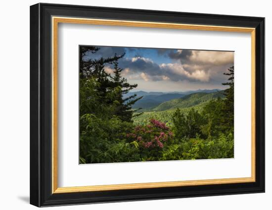Mountain Laurel, Sunrise, Beacon Heights, North Carolina-Howie Garber-Framed Photographic Print
