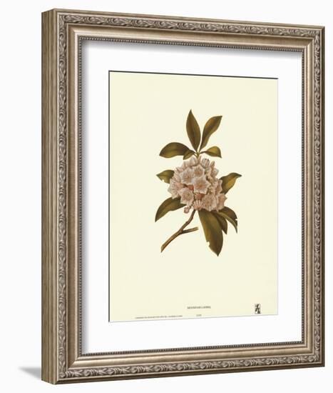 Mountain Laurel-null-Framed Art Print