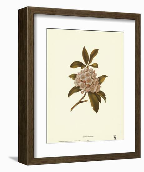 Mountain Laurel-null-Framed Art Print