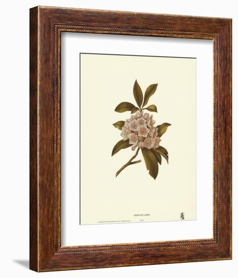 Mountain Laurel-null-Framed Art Print