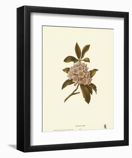 Mountain Laurel-null-Framed Art Print