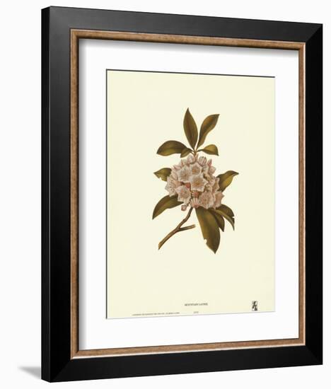 Mountain Laurel-null-Framed Art Print