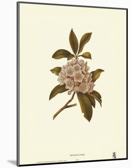 Mountain Laurel-null-Mounted Art Print