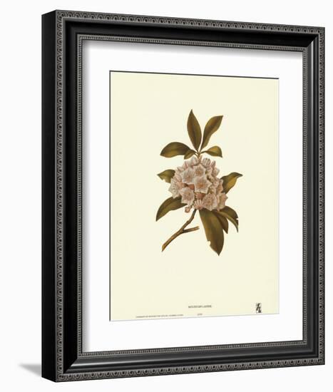 Mountain Laurel-null-Framed Art Print