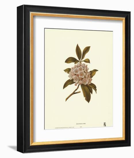 Mountain Laurel-null-Framed Art Print