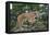 Mountain Lion and Cub-DLILLC-Framed Premier Image Canvas