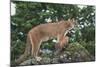 Mountain Lion and Cub-DLILLC-Mounted Photographic Print
