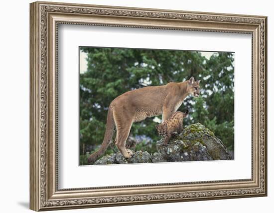 Mountain Lion and Cub-DLILLC-Framed Photographic Print