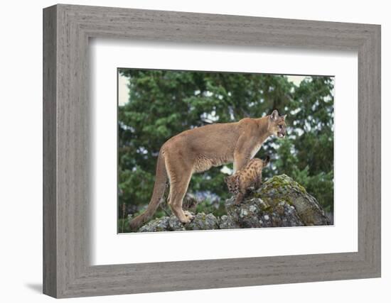 Mountain Lion and Cub-DLILLC-Framed Photographic Print