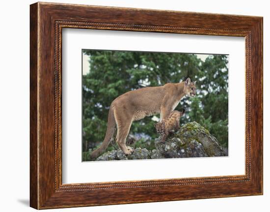 Mountain Lion and Cub-DLILLC-Framed Photographic Print