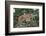 Mountain Lion and Cub-DLILLC-Framed Photographic Print
