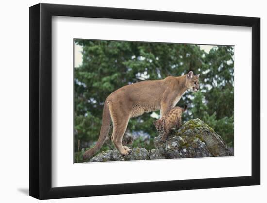 Mountain Lion and Cub-DLILLC-Framed Photographic Print